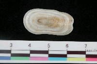 藏品(鴨嘴螺)的圖片